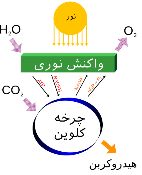 File:Simple photosynthesis overview fa.svg