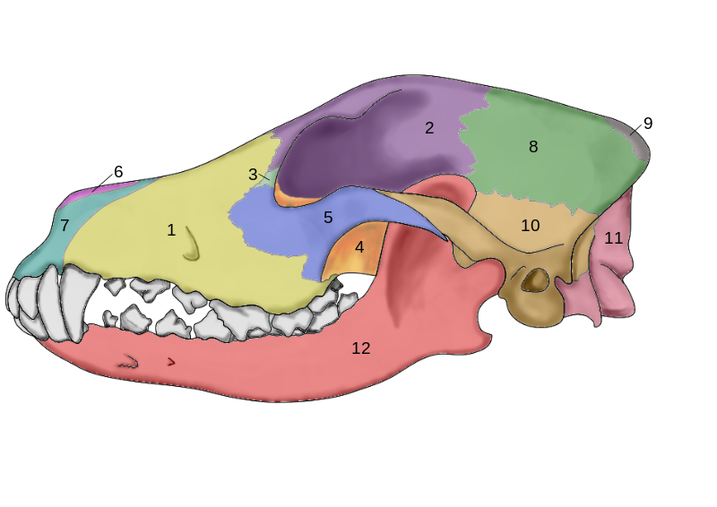 File:Skull of a dog diagram2.svg