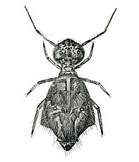 Sminthurusviridis PublicDomainImage.jpg