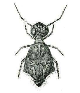 Sminthuridae Family of springtails