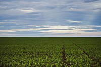 Soy plantation in Mato Grosso. In 2020, Brazil was the world's largest producer, with 130 million tonnes. South America produces half of the world's soybeans.