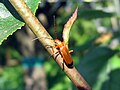 Soldatenkaefer (Cantharis rustica)