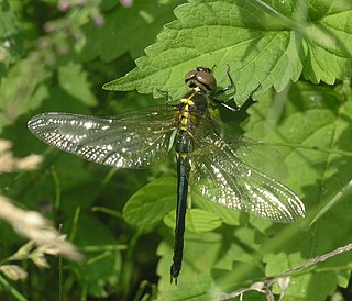 <i>Somatochlora graeseri</i> Species of dragonfly