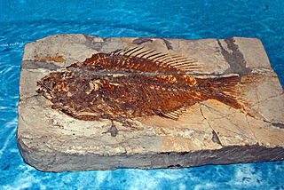 <i>Sparnodus</i> Extinct genus of fishes