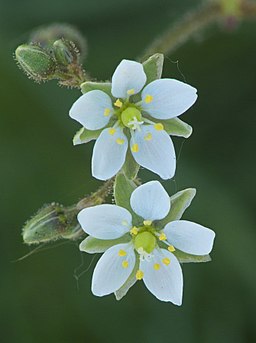 Spergula arvensis, Gewone spurrie bloem