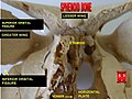 Sphenoid bone - anterior view.jpg