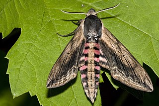 <i>Sphinx ligustri</i> Species of moth