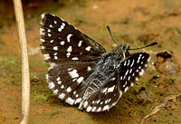 Spialia galba by kadavoor.jpg