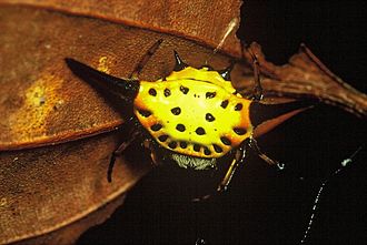 Gasteracantha dalyi Spider madagascan.jpg