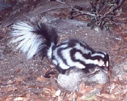 Rietumu plankumainais skunkss