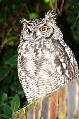 Spotted eagle-owl displays red-eye effect only on the eye facing the camera's ring flash