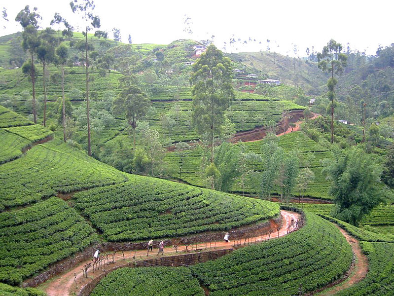 File:Sri lanka - nurelia teeplantagen.JPG