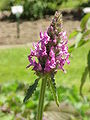 Stachys pradica