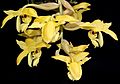 Stanhopea warszewicziana