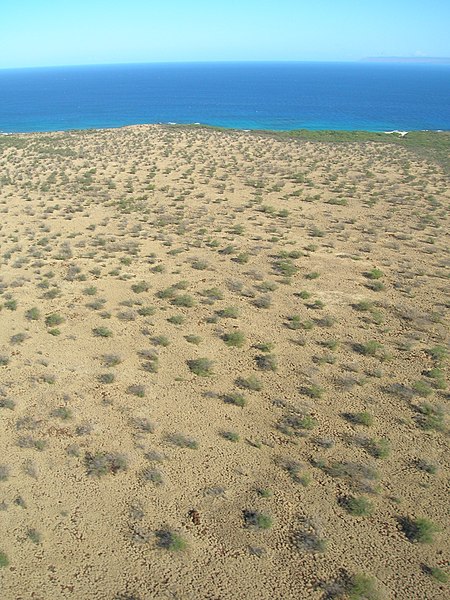 File:Starr-050525-1874-Gossypium tomentosum-habitat-West coast-Kahoolawe (24670483111).jpg