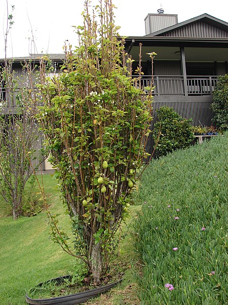 File:Starr-090426-6400-Pyrus communis-fruiting habit-Kula-Maui (24325835223).jpg