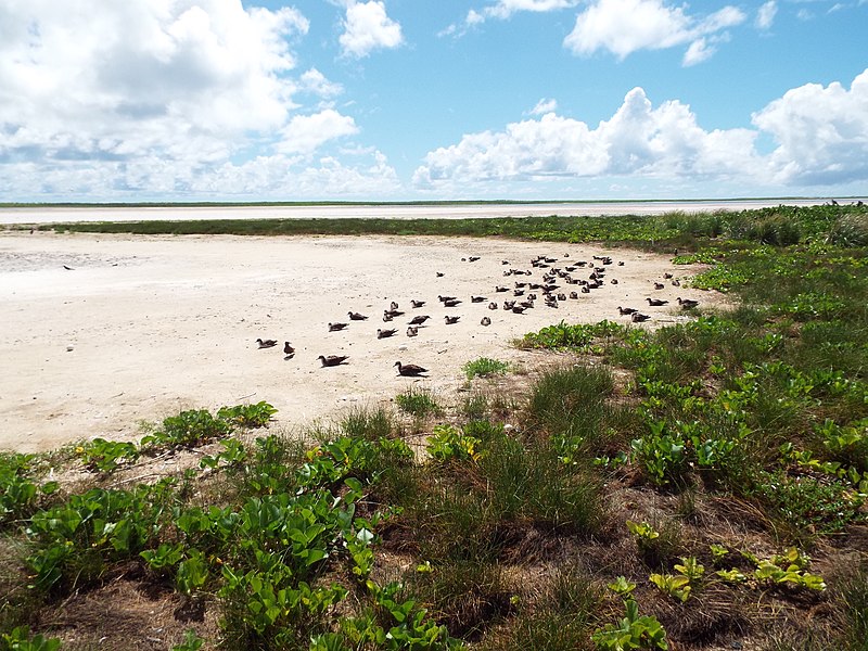 File:Starr-130910-0710-Cyperus laevigatus-habit with wedge tailed shearwaters on dry Lake edge-Lake Trail-Laysan (25196331706).jpg