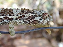 Starr 011025-0002 Schinus terebinthifolius.jpg