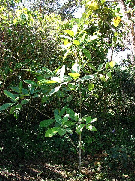 Gardenia carinata