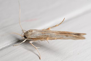 <i>Stathmopoda aposema</i> Species of moth