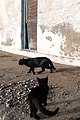 Stegna Στεγνά Rhodes Ρόδος 2019-11-26 30 cats.jpg