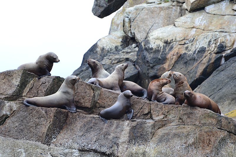 File:Stellar Sea Lions (9024857357).jpg