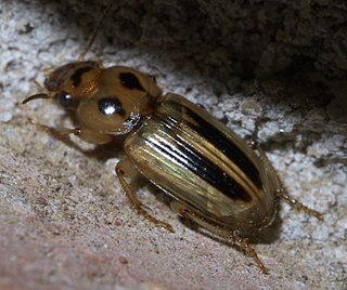 <i>Stenolophus lineola</i> Species of beetle