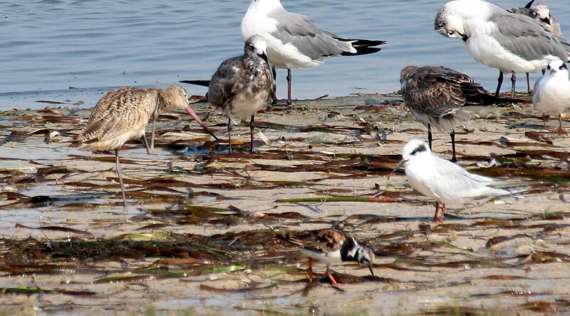 File:Sterna forsteri (Forster's Tern) 10.jpg