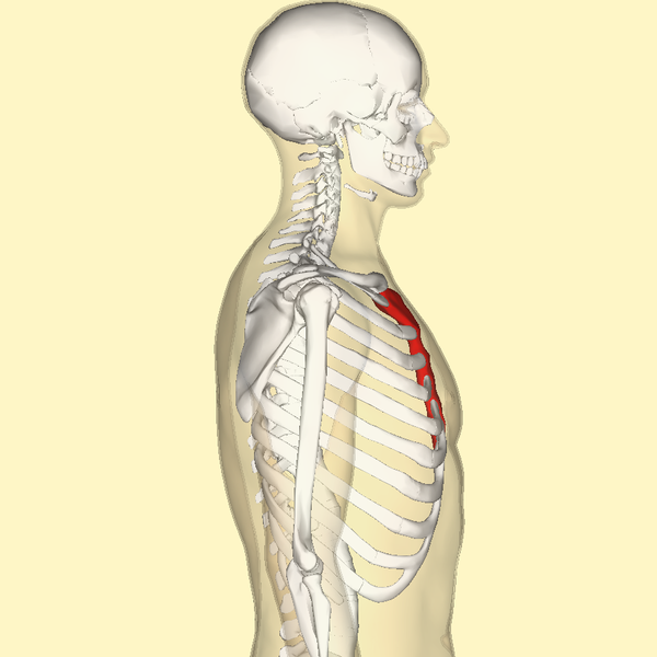 File:Sternum lateral.png