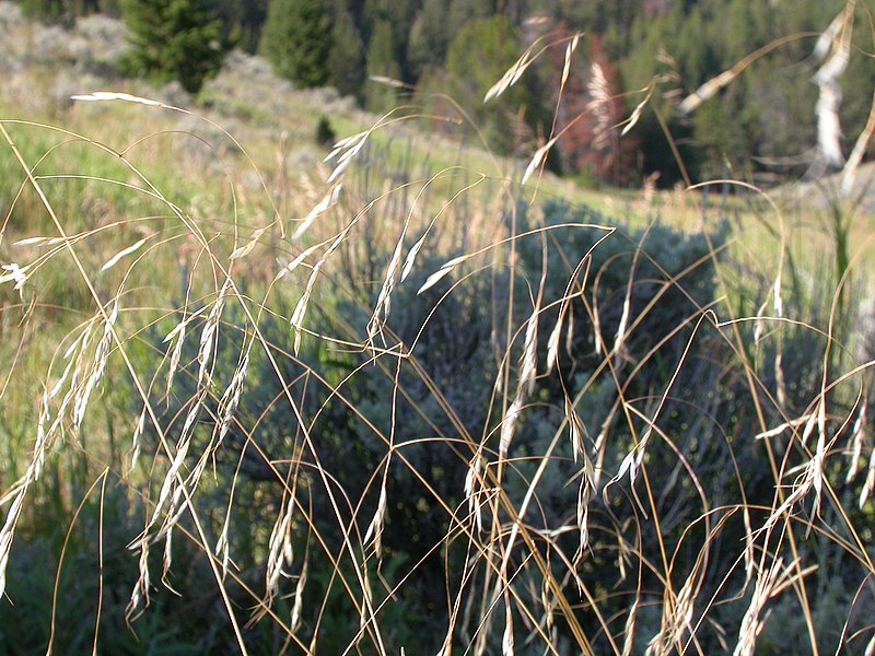 File:Stipa richardsonii (3877166560).jpg