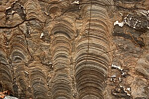 Estromatolito: Formación y desarrollo, Causa del oxígeno en la atmósfera de la Tierra, Sitios donde aún se forman estromatolitos