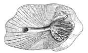 Cycloid scales of a common roach. Modified scales along the lateral line are visible in the lower half.