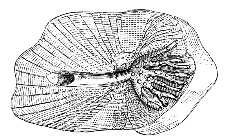 File:Study of Fishes-Fig 20.png