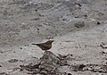 Sulphur Bellied Warbler.jpg