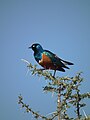 Serengeti, Tanzania