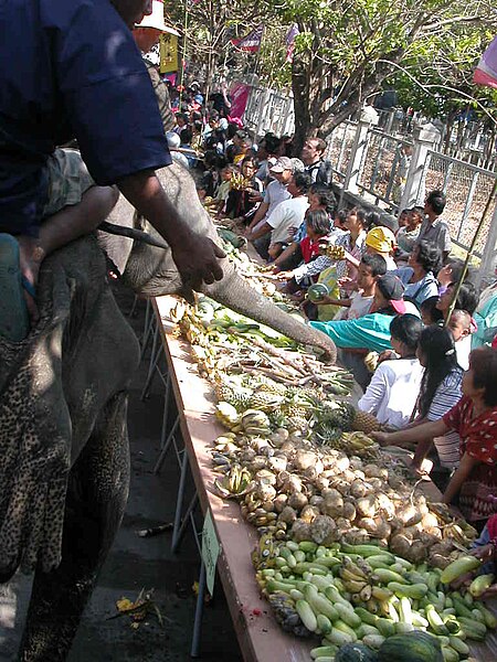 File:Surin elephants 18.jpg