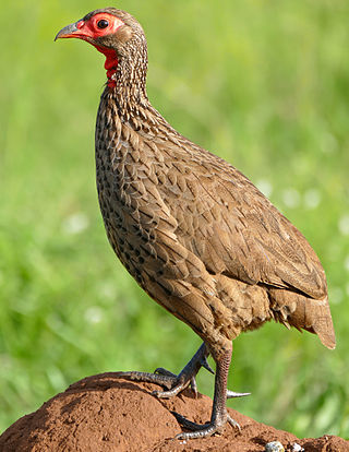 <span class="mw-page-title-main">Swainson's spurfowl</span> Species of bird