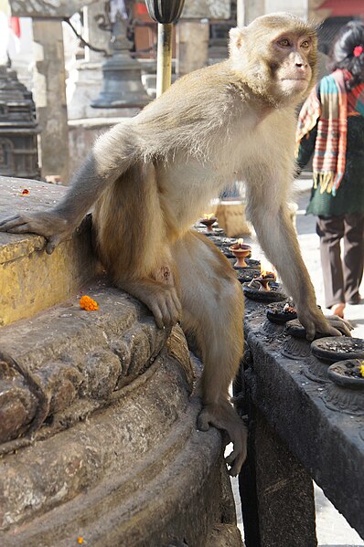 File:Swayanbunath 14.jpg