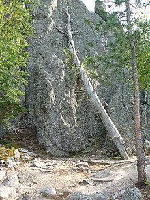 Datei:Sylvan_Lake_old_tree.jpg