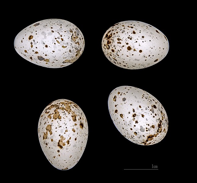 File:Sylvia hortensis MHNT 232 Seriana Algérie.jpg