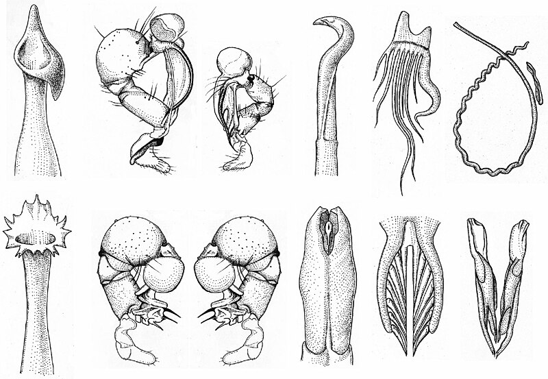 File:Symmetric and asymmetric animal genitalia.jpg