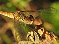 Sympetrum sanguineum