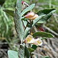 Symphoricarpos oreophilus