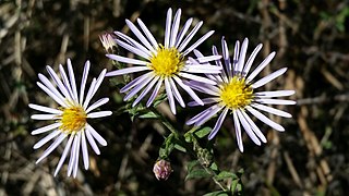 <i>Symphyotrichum fontinale</i> Species of flowering plant in the family Asteraceae endemic to Florida, US