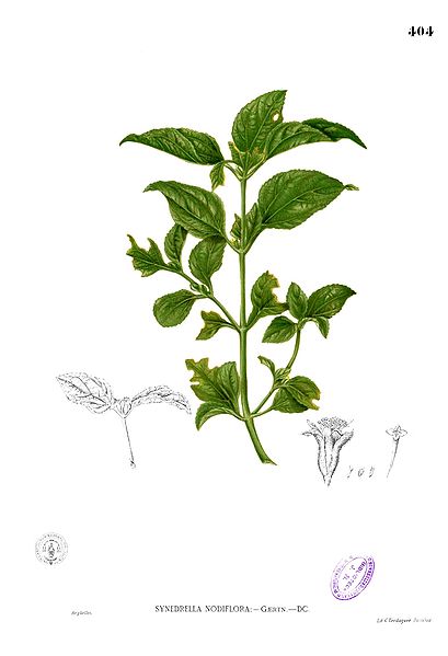 File:Synedrella nodiflora Blanco2.404.jpg