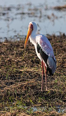 Yellow-billed stork (Mycteria ibis), Chobe National Park