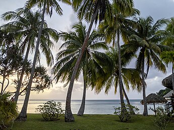 Cocoteros en la isla