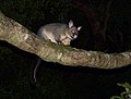 Common brushtail possum (Trichosurus vulpecula)