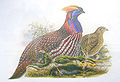 Tragopan temminckii