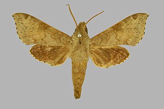 <i>Temnora griseata</i> Species of moth